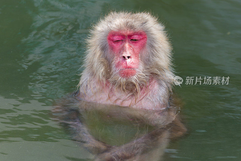 日本猕猴(Macaca fuscata)在北海道北部的火山温泉(温泉)中沐浴